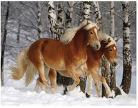 DIAMENTOWA MOZAIKA KONIE HAFLINGER ZIMĄ W LESIE PAK 120